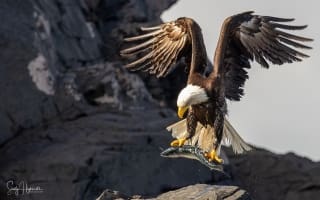 Bald Eagle