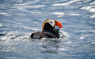 Puffin