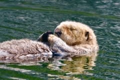 Sea_Otter
